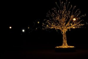 How to Put Lights on a Large Outdoor Tree?