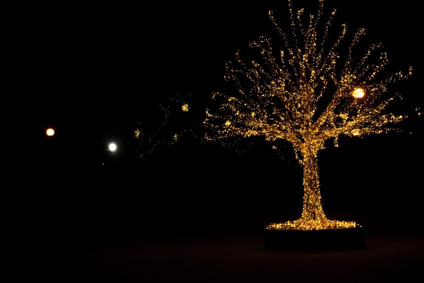 How to Put Lights on a Large Outdoor Tree?